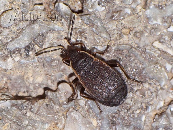 Pyrrhocoris marginatus