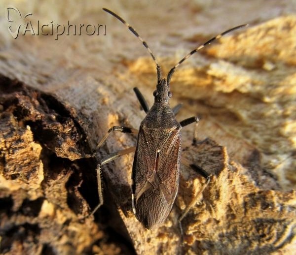 Dicranocephalus agilis