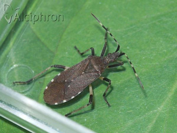 Dicranocephalus agilis