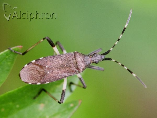 Dicranocephalus agilis