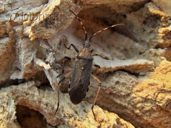 Dicranocephalus albipes