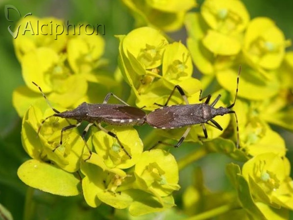 Dicranocephalus albipes