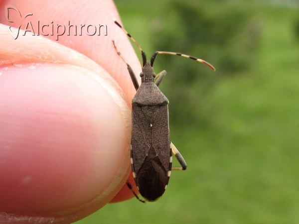 Dicranocephalus albipes