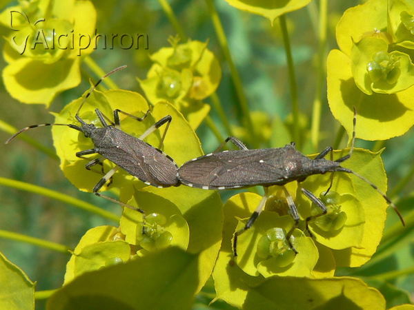 Dicranocephalus albipes