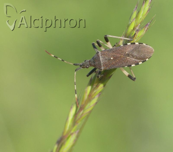 Dicranocephalus albipes