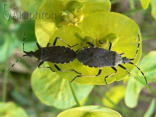 Dicranocephalus medius