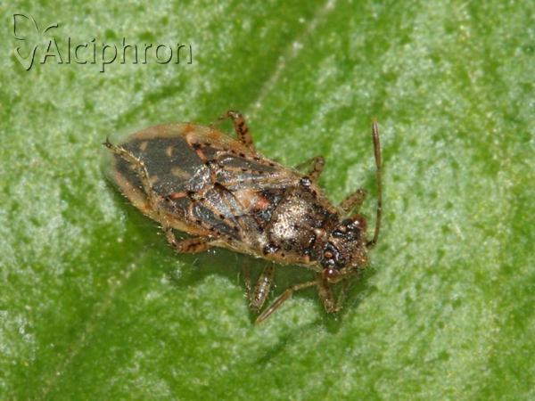 Brachycarenus tigrinus