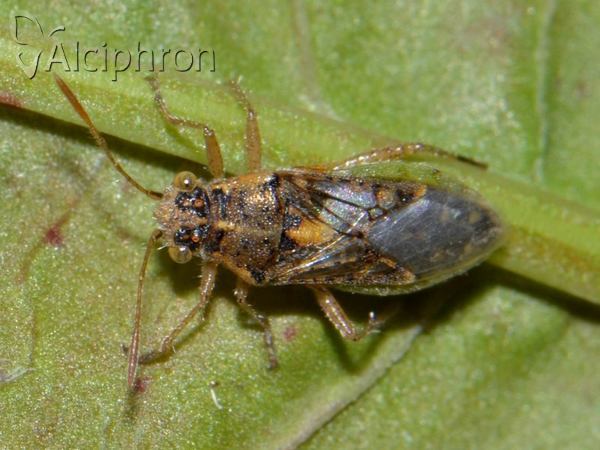 Brachycarenus tigrinus