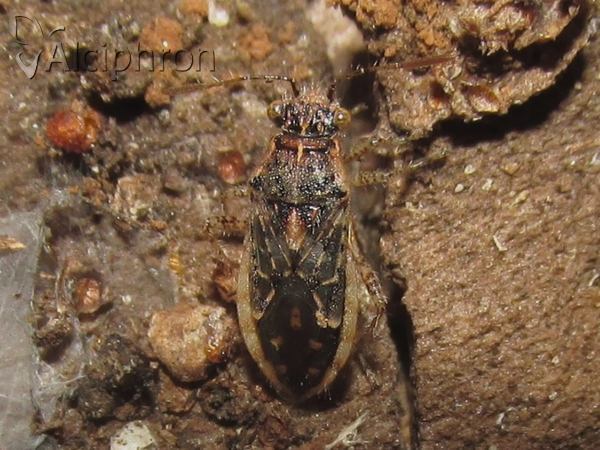 Brachycarenus tigrinus