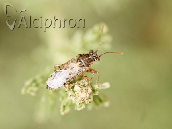 Brachycarenus tigrinus