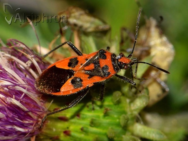 Corizus hyoscyami