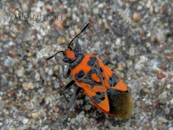 Corizus hyoscyami