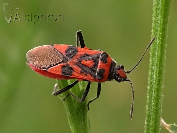 Corizus hyoscyami