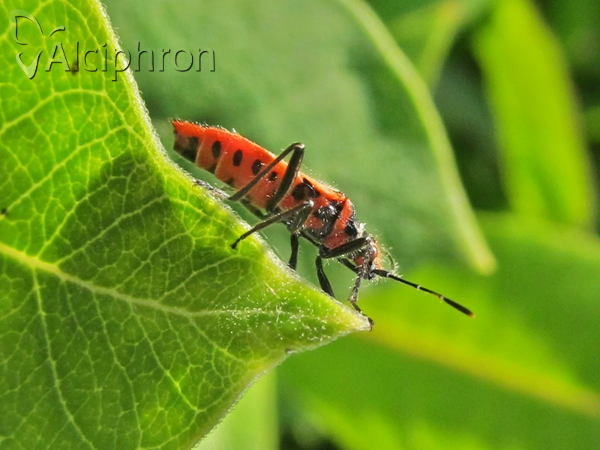 Corizus hyoscyami