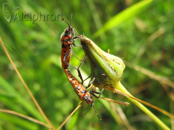 Corizus hyoscyami