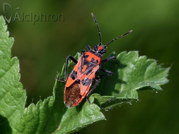 Corizus hyoscyami