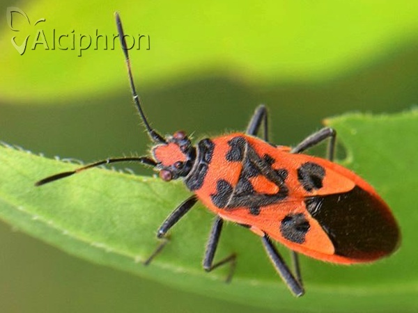 Corizus hyoscyami