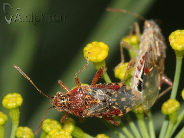 Liorhyssus hyalinus