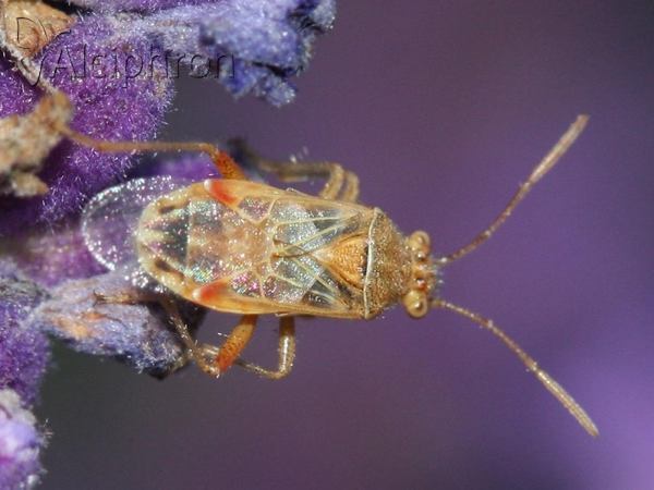 Liorhyssus hyalinus
