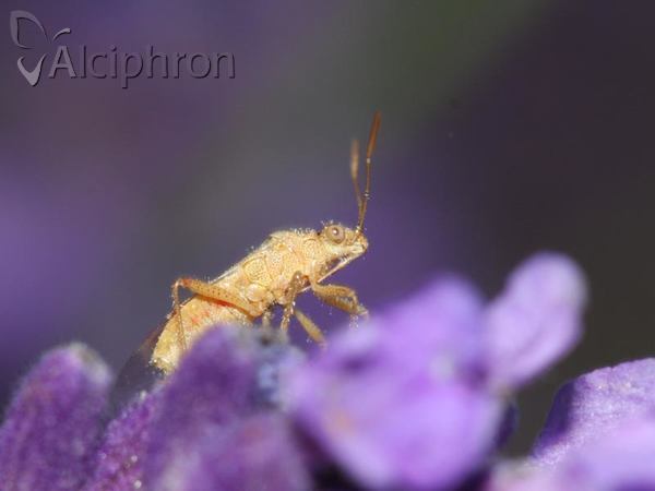 Liorhyssus hyalinus