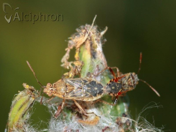 Liorhyssus hyalinus