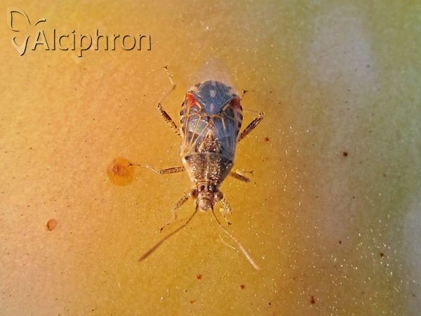 Liorhyssus hyalinus