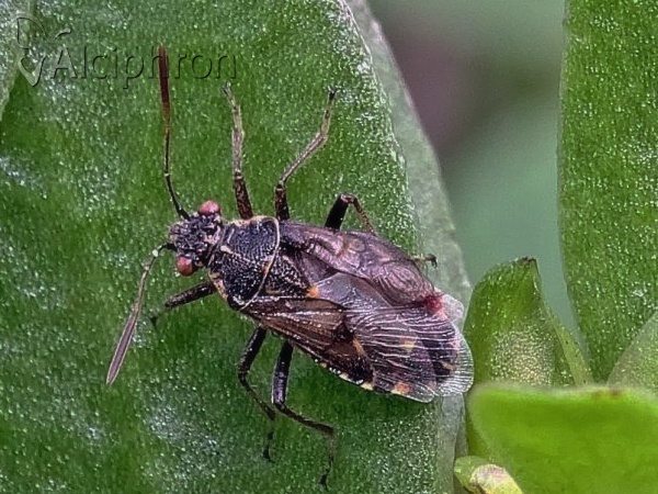 Liorhyssus hyalinus