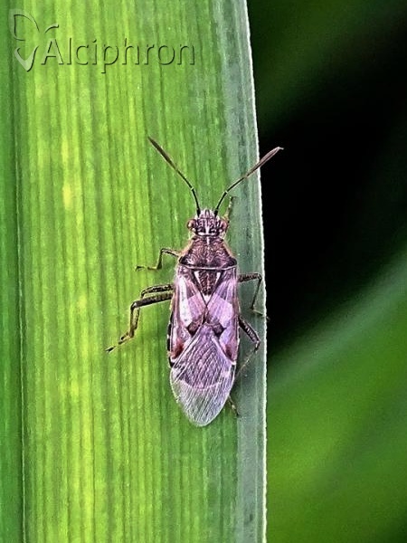 Liorhyssus hyalinus