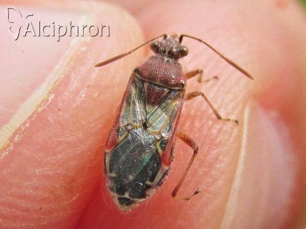 Liorhyssus hyalinus