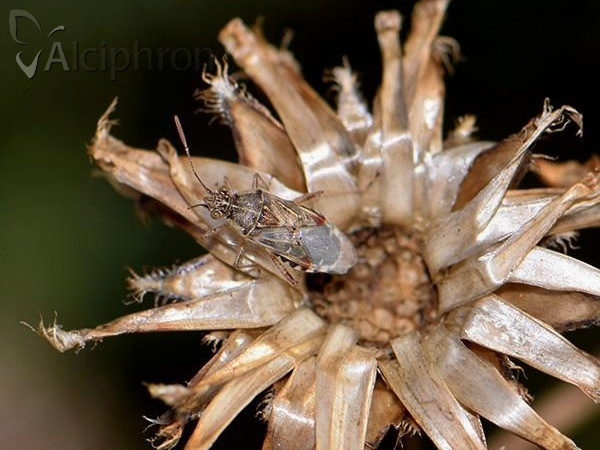 Liorhyssus hyalinus