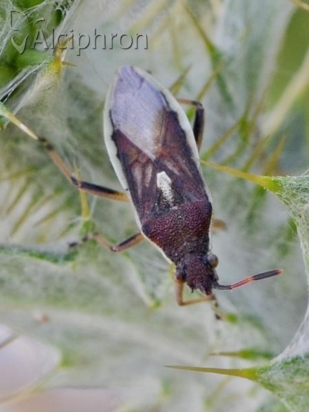 Maccevethus caucasicus