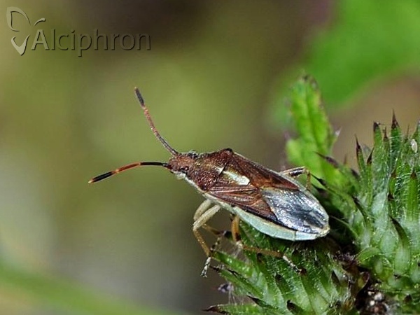 Maccevethus caucasicus