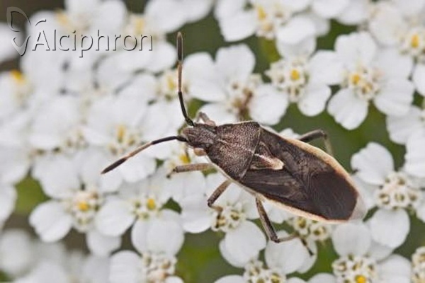 Maccevethus caucasicus