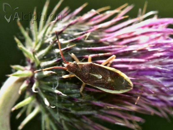 Maccevethus caucasicus