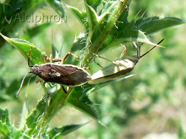 Maccevethus caucasicus