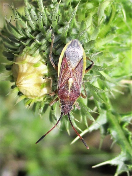 Maccevethus caucasicus
