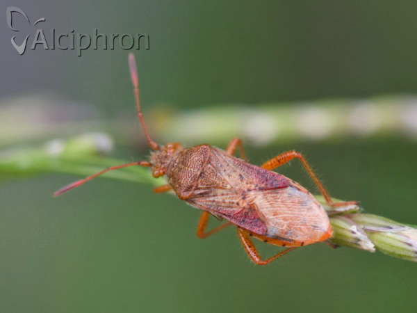 Rhopalus maculatus