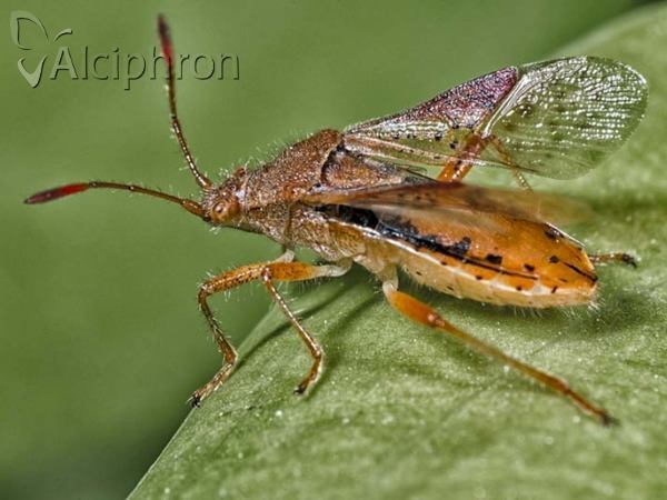 Rhopalus maculatus
