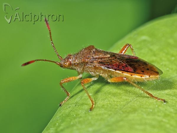 Rhopalus maculatus