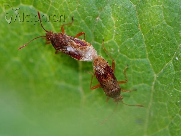 Rhopalus maculatus