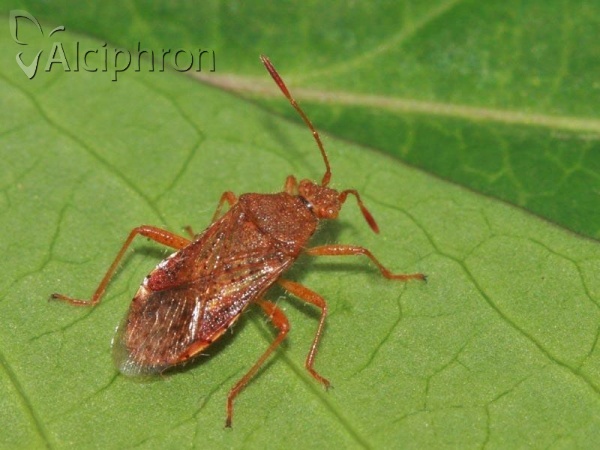 Rhopalus maculatus
