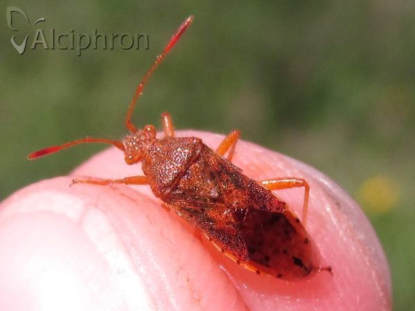Rhopalus maculatus