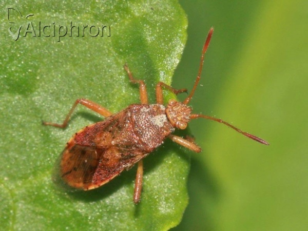 Rhopalus maculatus