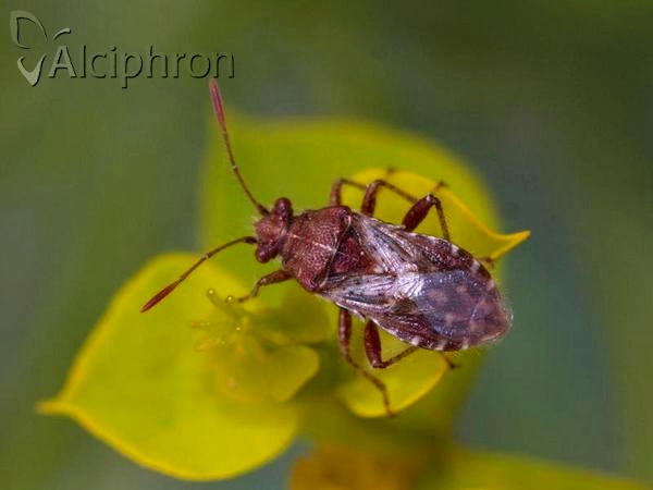 Rhopalus conspersus