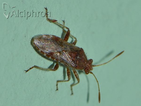 Rhopalus conspersus