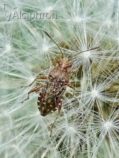 Rhopalus conspersus