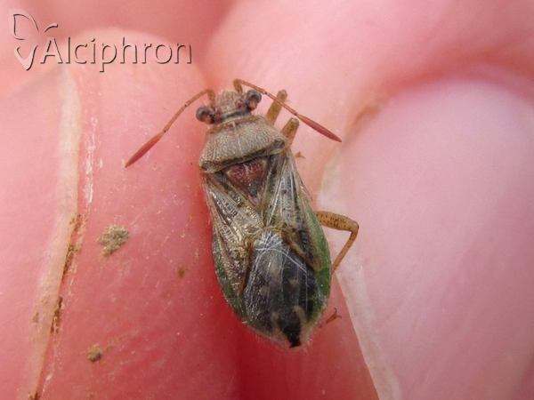 Rhopalus lepidus