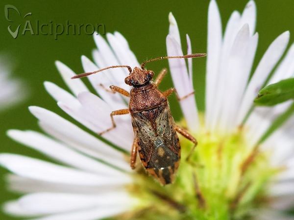 Rhopalus parumpunctatus