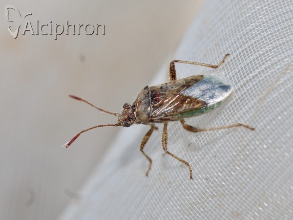 Rhopalus parumpunctatus
