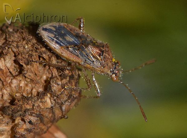 Rhopalus parumpunctatus